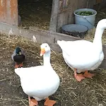 Familienbauernhof Strassbauer * Steinakirchen Am Forst