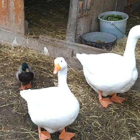 Familienbauernhof Strassbauer * Steinakirchen am Forst