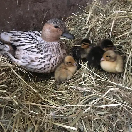 Farmház Familienbauernhof Strassbauer