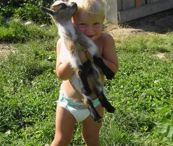 Familienbauernhof Strassbauer Lantgård Steinakirchen Am Forst