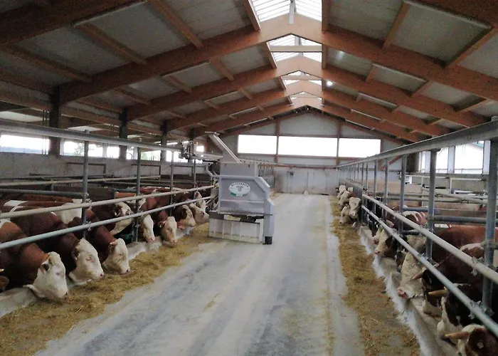 Familienbauernhof Strassbauer * Steinakirchen Am Forst