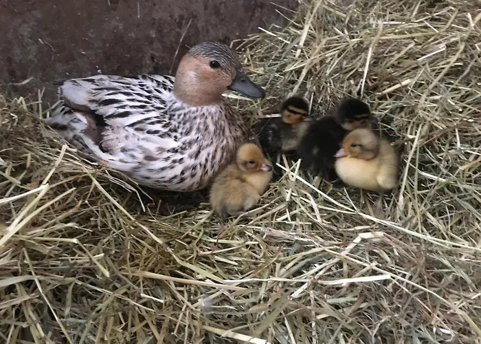 Lantgård Familienbauernhof Strassbauer