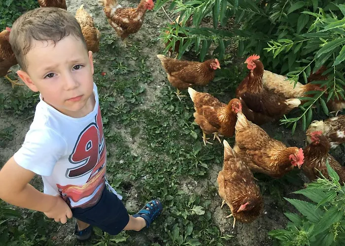 Familienbauernhof Strassbauer * Steinakirchen Am Forst